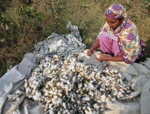 Récolte manuelle de coton en inde