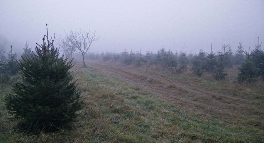 C'est le matin, il faut aller chercher à montmirail le sapin du forestier dans la brume