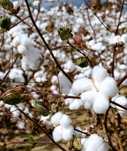 champ de fleur de coton
